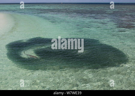 Lemon shark (Negaprion brevirostris) Fütterung auf Köder ball von kleinen Fischen, Heron Island, Great Barrier Reef, Australien. Stockfoto