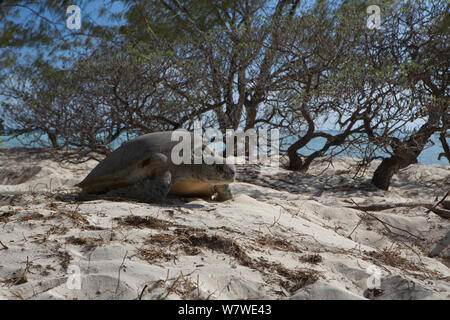 Nach Suppenschildkröte (Chelonia mydas) und kehrt dann wieder zum Wasser nach der Eiablage auf Heron Island, Great Barrier Reef, Australien. Stockfoto