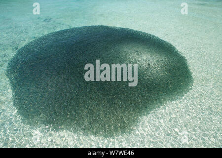 Lemon shark (Negaprion brevirostris) Fütterung auf Köder ball von kleinen Fischen, Heron Island, Great Barrier Reef, Australien. Stockfoto