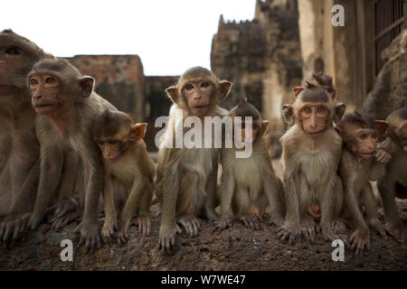 Long-tailed Makaken (Macaca fascicularis) Gruppe mit breiten Altersbereich von Jugendlichen und Erwachsenen auf ganz links, bei Monkey Tempel Phra Prang Sam Yot, Lopburi, Thailand. Stockfoto