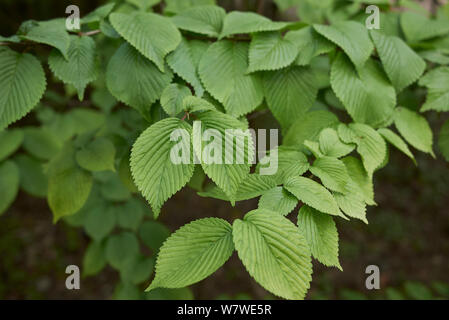 Viburnum plicatum Strauch mit frischem Laub Stockfoto