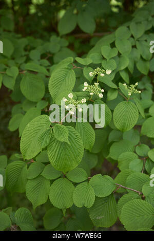 Viburnum plicatum Strauch mit frischem Laub Stockfoto