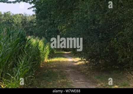 Kleine Trail zwischen einem Kornfeld und ein Forrest Stockfoto