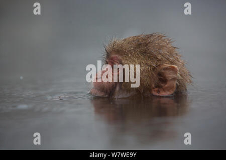 Jungen japanischen Makaken (Macaca fuscata) Schwimmen in Hotspring im Regen, jigokudani Yaenkoen,, Nagano, Japan, Februar. Stockfoto