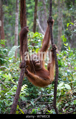 Bornesischen Orang-utan (Pongo pygmaeus) Seile klettern, Nyaru Menteng Care Center, Central Kalimantan, Borneo. Stockfoto