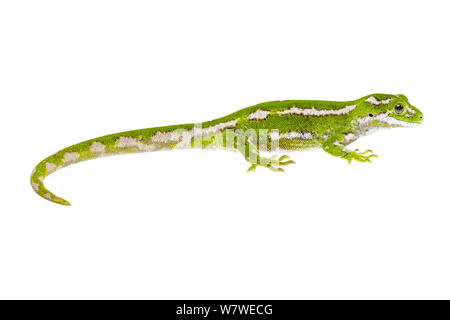 Jeweled Gecko (Naultinus gemmeus) weiblich. Otago Peninsula, South Island, Neuseeland, Februar. Endemische Arten. Meetyourneighbors.net Projekt. Stockfoto