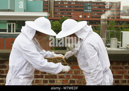 Blick auf Honig Biene-Halter Kamm aus Bienenstöcken auf Dach des Museums von Manchester, Manchester, UK, Juni 2014. Stockfoto