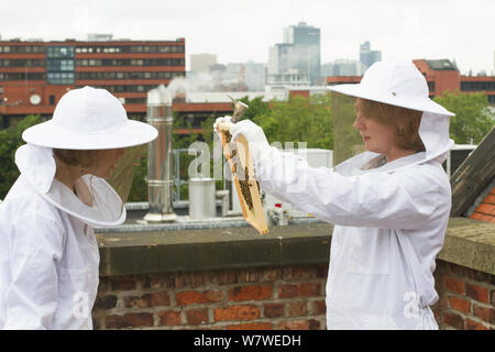 Blick auf Honig Biene-Halter Kamm aus Bienenstöcken auf Dach des Museums von Manchester, Manchester, UK, Juni 2014. Stockfoto