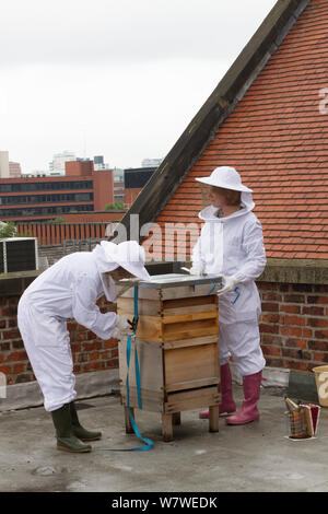 Blick auf Honig Biene-Halter Kamm aus Bienenstöcken auf Dach des Museums von Manchester, Manchester, UK, Juni 2014. Stockfoto