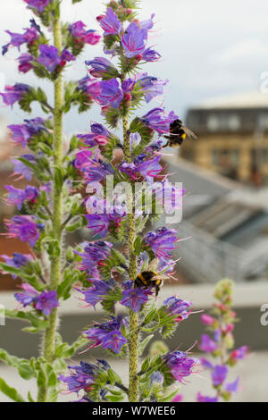 Hummel (Bombus sp) auf Vipers bugloss (Echium vulgare) auf dem Dach der Manchester Art Gallery gewachsen bestäubende Insekten, Manchester, England, UK zu gewinnen. Juni 2014. Stockfoto