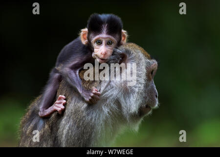 Long-tailed Makaken (Macaca fascicularis) Babys im Alter von 2-4 Wochen spielen auf dem Rücken der Mutter. Bako Nationalpark, Sarawak, Borneo, Malaysia. Apr 2010. Stockfoto