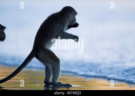 Long-tailed Makaken (Macaca fascicularis) Jugendlichen männlichen stehend auf seine Hinterbeine in die Brandung des Meeres. Bako Nationalpark, Sarawak, Borneo, Malaysia. Stockfoto