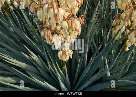 Yucca gloriosa Nahaufnahme Stockfoto