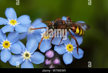 Nomad Bee (Nomada flava) Fütterung auf Vergissmeinnicht Nektar, in städtischen Garten, Bristol, UK, Juni. Stockfoto