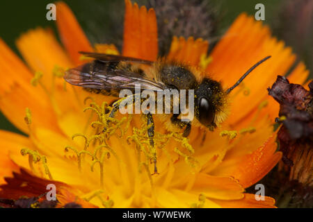 Leafcutter Biene männlich (Megachile sp.) Auf orange hawkbit, in städtischen Garten, Bristol, UK, Juni. Stockfoto