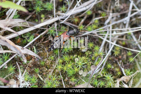 Rove beetle (Staphylinus caesareus) Erwachsenen, Parikkala, Finnland, Juni. Stockfoto