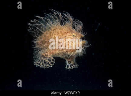 Haarigen Anglerfisch (Antennarius Hispidus) Lembeh Strait, Celebes-See, Sulawesi, Indonesien. Stockfoto