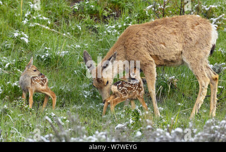 Hirsch (Odocoileus Hemionus), Mutter neigt dazu, ihre gerade geborenen Zwillinge. Yellowstone National Park, Wyoming, USA, Juni Stockfoto