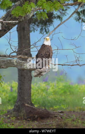 Der Weißkopfseeadler (Haliaeetus leucocephalus) sitzen auf einem Ast. Acadia National Park, Maine, USA, Juni Stockfoto