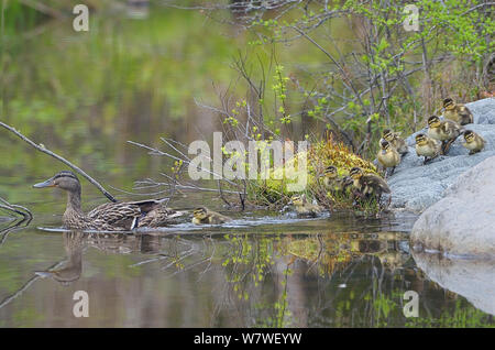 Stockente (Anas platyrhynchos) Mutter führt neugeborenen Entenküken in das Wasser. Acadia National Park, Maine, USA, Mai Stockfoto