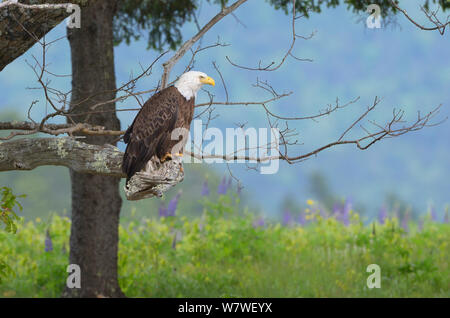 Der Weißkopfseeadler (Haliaeetus leucocephalus) sitzen auf einem Ast. Acadia National Park, Maine, USA, Juni Stockfoto