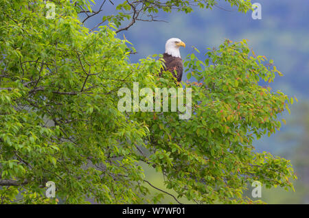 Der Weißkopfseeadler (Haliaeetus leucocephalus) Sitzen auf dem Baum. Acadia National Park, Maine, USA, Juni Stockfoto