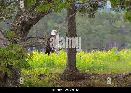 Der Weißkopfseeadler (Haliaeetus leucocephalus) sitzen auf einem Ast. Acadia National Park, Maine, USA, Juni Stockfoto