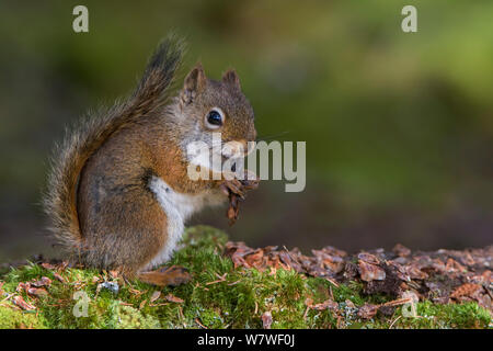 Amerikanische Rote Eichhörnchen (Tamiasciurus hudsonicus). Acadia National Park, Maine, USA, Oktober Stockfoto