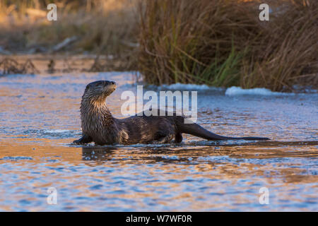 North American River Fischotter (Lontra canadensis) auf Eis in einem Biber Teich. Acadia National Park, Maine, USA, November Stockfoto