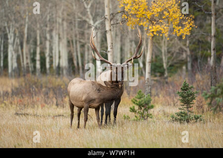 Wapiti (Cervus elaphus) Stier nähern Kuh während der Brunft. Jasper National Park, Alberta, Kanada, September Stockfoto