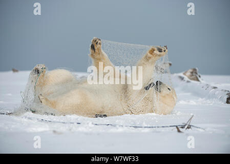 Eisbär (Ursus maritimus) subadult Spielen mit einem Fischernetz hinter von aufenthaltskosten Fischer links, entlang der arktischen Küste im Herbst, Nordhang, Alaska, September Stockfoto