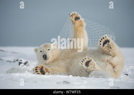 Eisbär (Ursus maritimus) subadult Spielen mit einem Fischernetz hinter von aufenthaltskosten Fischer links, entlang der arktischen Küste im Herbst, Nordhang, Alaska, September Stockfoto