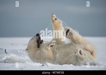 Eisbär (Ursus maritimus) subadult Spielen mit einem Fischernetz hinter von aufenthaltskosten Fischer links, entlang der arktischen Küste im Herbst, Nordhang, Alaska, September Stockfoto