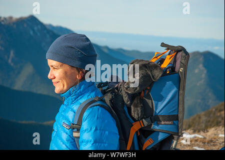 Frau Wanderer mit müde Welpen in einem Rucksack, Mount Townsend, Nordwesten Olympic National Park, Olympic Halbinsel, Washington, USA. November 2013. -Modell veröffentlicht. Stockfoto