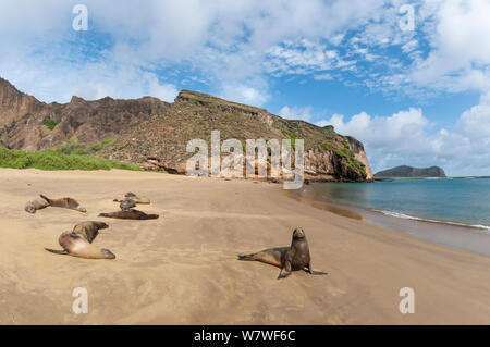 Galapagos Seelöwe (Zalophus wollebaeki) Punta Pitt, Insel San Cristobal Galapagos Inseln. Stockfoto