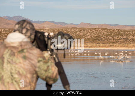 Fotograf in der Tarnung Bekleidung, die Bilder von kanadakraniche (Grus canadensis) in Bosque Del Apache, New Mexico, USA, Dezember 2012 überwintern. Stockfoto