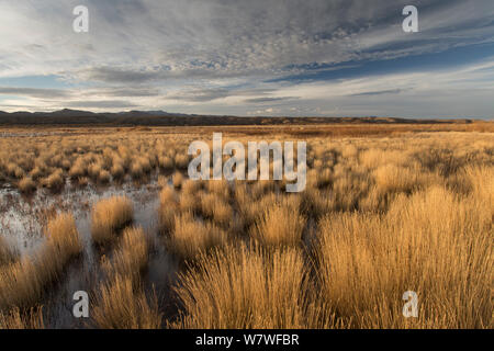 Tussocks von Gras in sumpfgebietlebensraum im frühen Winter, Bosque Del Apache, New Mexico, USA, Dezember 2012. Stockfoto