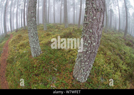 Weitwinkelaufnahme der Gemeine Kiefer (Pinus sylvestris)), die Trunks in Nebel im Morgengrauen im Abernethy Wald, Cairngorms National Park, Schottland, Oktober. Stockfoto