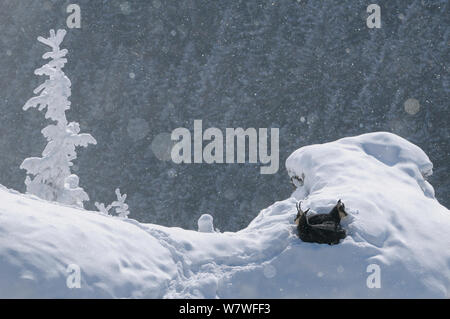 Gemse (Rupicapra rupicapra Carpatica) Mutter mit ihren Jungen in Schneefall. Ceahlau Berge, Karpatenbogens, Rumänien. Januar Stockfoto