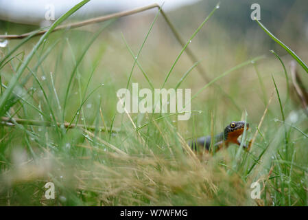 Bergmolch (Ichthyosaura alpestris) Retezat-gebirge, Rumänien. Mai Stockfoto