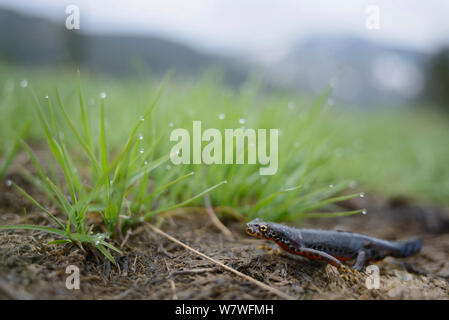 Bergmolch (Ichthyosaura alpestris) Retezat-gebirge, Rumänien. Mai Stockfoto