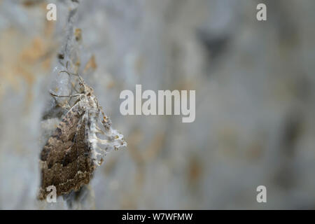Motte mit parasitären Pilz (Cordyceps sp) in kleinen Höhle infiziert, Apuseni Gebirge, Karpatenbogens, Rumänien. November Stockfoto