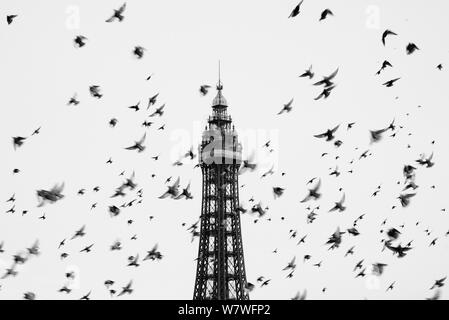 Eine Herde von Stare (Sturnus Vulgaris) vor der Blackpool Tower, England, UK, September 2010 fliegen. Stockfoto