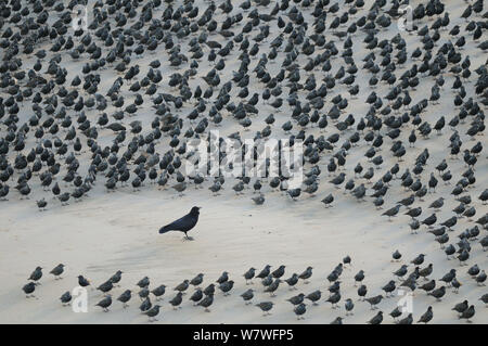 AAS-Krähe (Corvus Corone) umgeben von Herde von Stare (Sturnus Vulgaris) Ruhe am Strand in Blackpool, England, Oktober. Stockfoto