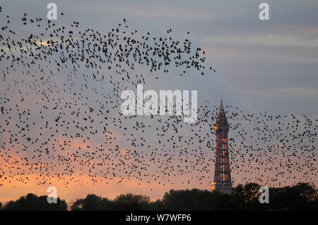 Stare (Sturnus vulgaris) murmuration bei Sonnenuntergang mit Blackpool Tower im Hintergrund. Von Martin bloße Naturschutzgebiet, Blackpool, Großbritannien. November 2010. Stockfoto