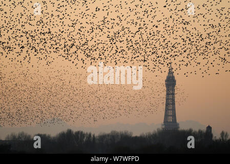 Stare (Sturnus vulgaris) mit Blackpool Tower im Hintergrund zu strömen. Von Martin bloße Naturschutzgebiet, Blackpool, Großbritannien. November 2010. Stockfoto