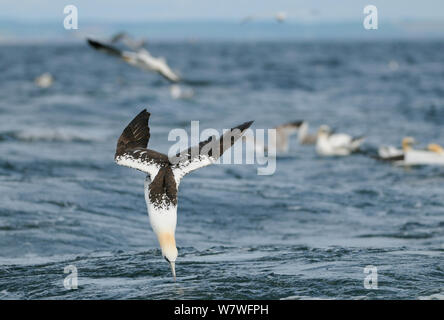 Northern Gannet (Morus bassanus) Tauchen für Fische, die aus einem Fischerboot geworfen. Bass Rock. Schottland, kann Stockfoto