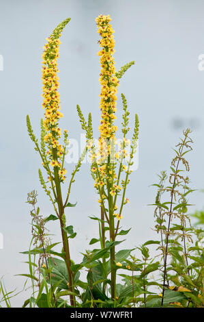 Dunkle Königskerze (molène nigrum) in Blüte, Bayern, Deutschland Stockfoto