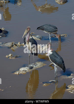 Drei Marabou Störche (Leptoptilos crumeniferus) scavenging Gnus Schlachtkörper im Fluss, nach der Migration, Samburu, Kenia, Oktober. Stockfoto