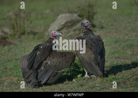 Zwei Lappet Geier (torgos tracheliotus) auf Masse konfrontiert, eines mit Flügeln hielt teilweise offen, Samburu, Kenia, Oktober, gefährdete Arten. Stockfoto